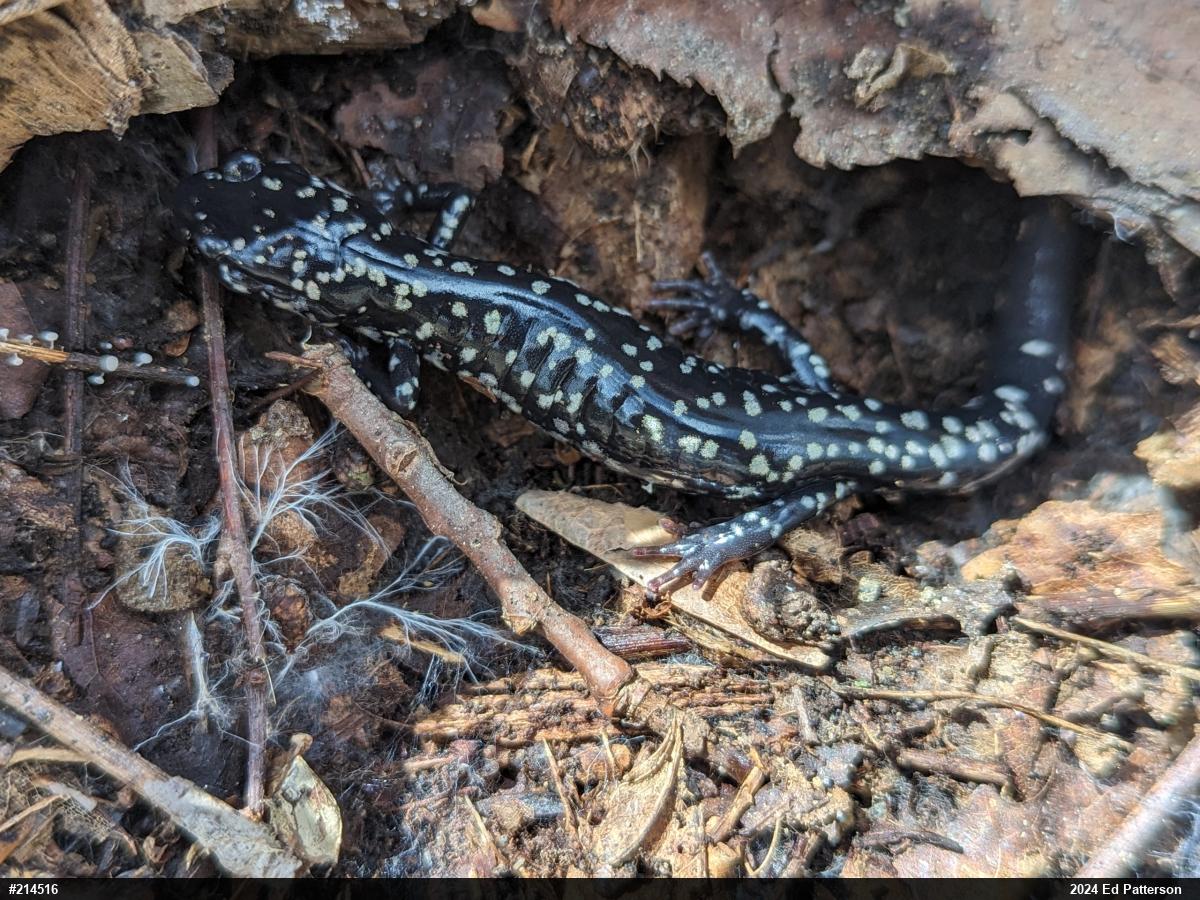 Northern Slimy Salamander