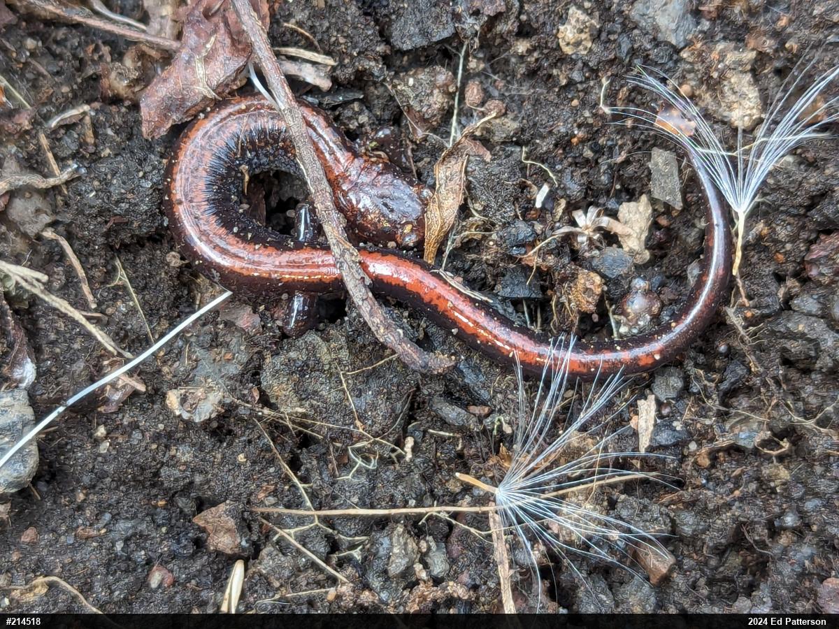 Eastern Red-backed  Salamander