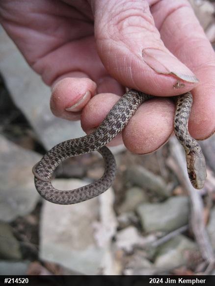 Eastern Gartersnake