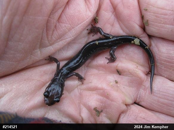 Wehrle's Salamander
