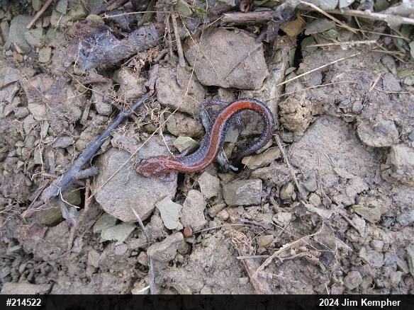 Eastern Red-backed  Salamander