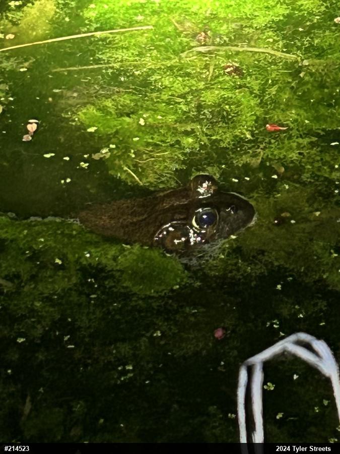 American Bullfrog