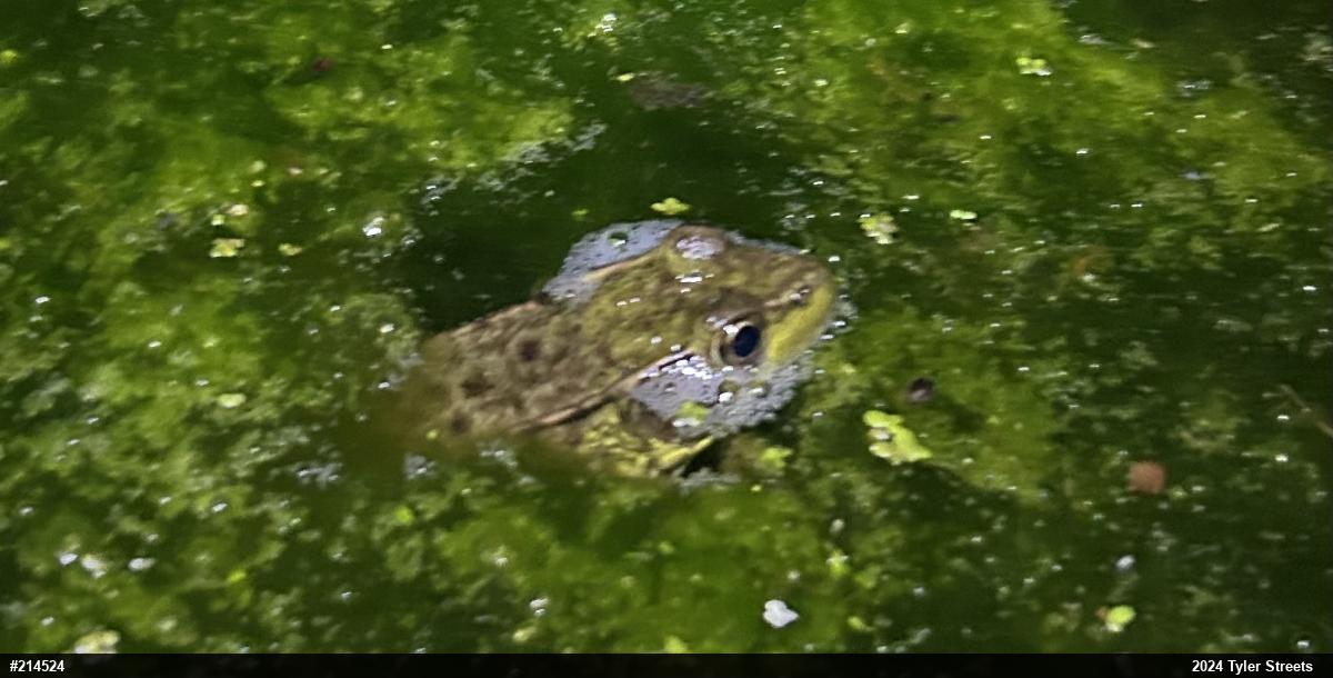Green Frog