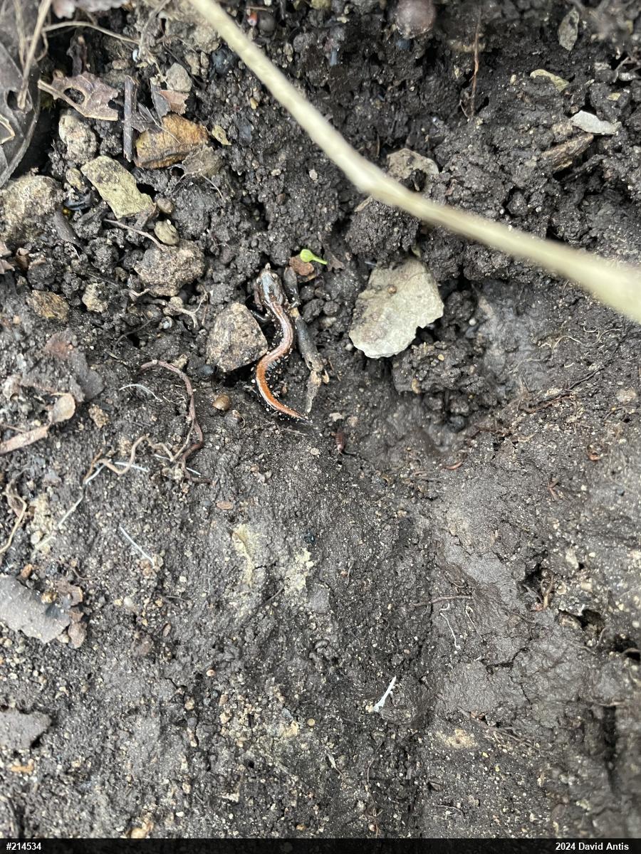 Eastern Red-backed  Salamander