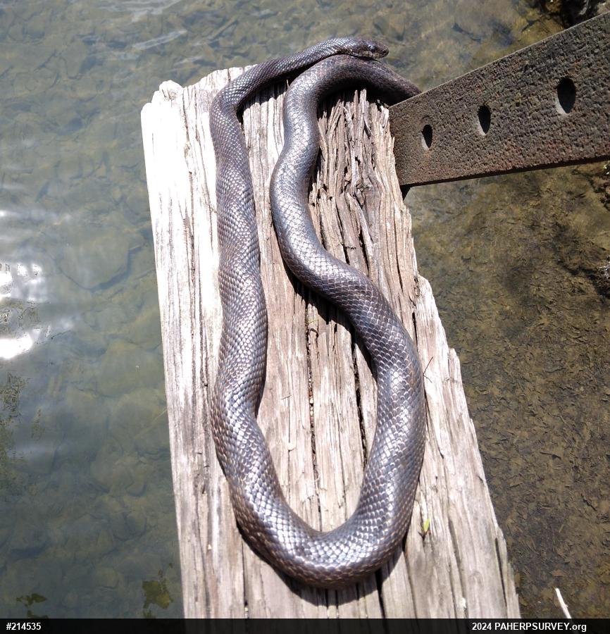 Eastern Ratsnake