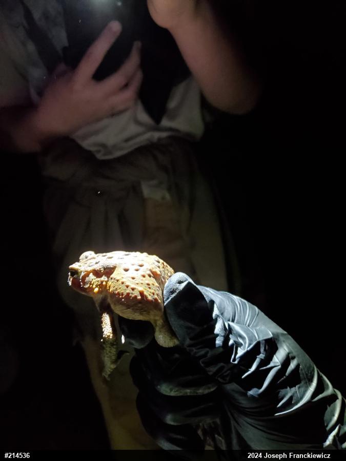Eastern American Toad