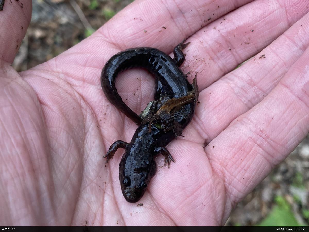 Northern Dusky Salamander