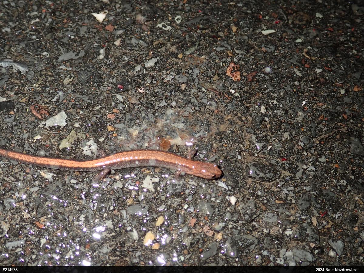 Eastern Red-backed  Salamander