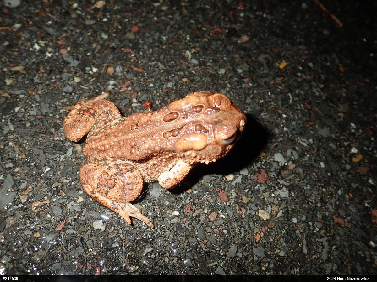 Eastern American Toad