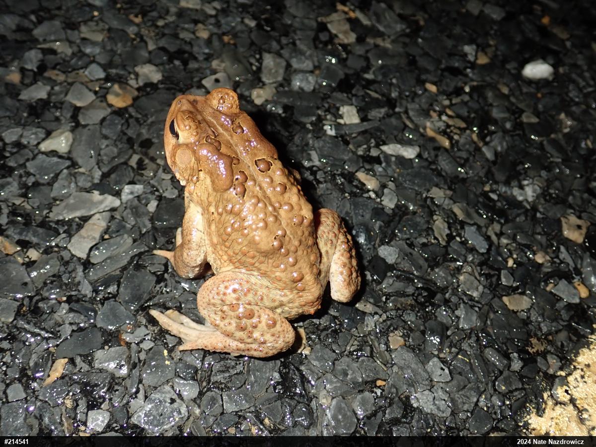 Eastern American Toad