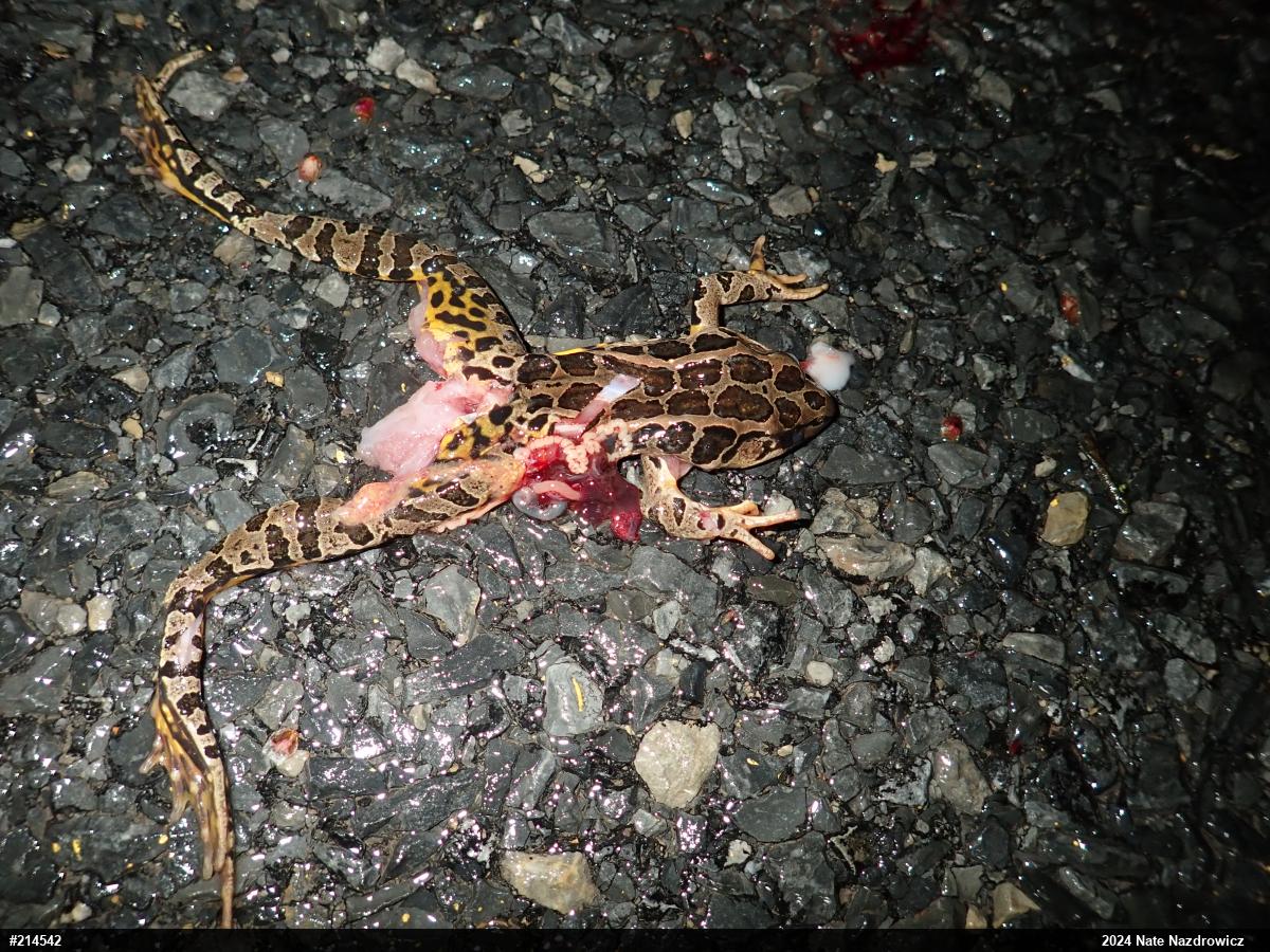 Pickerel Frog