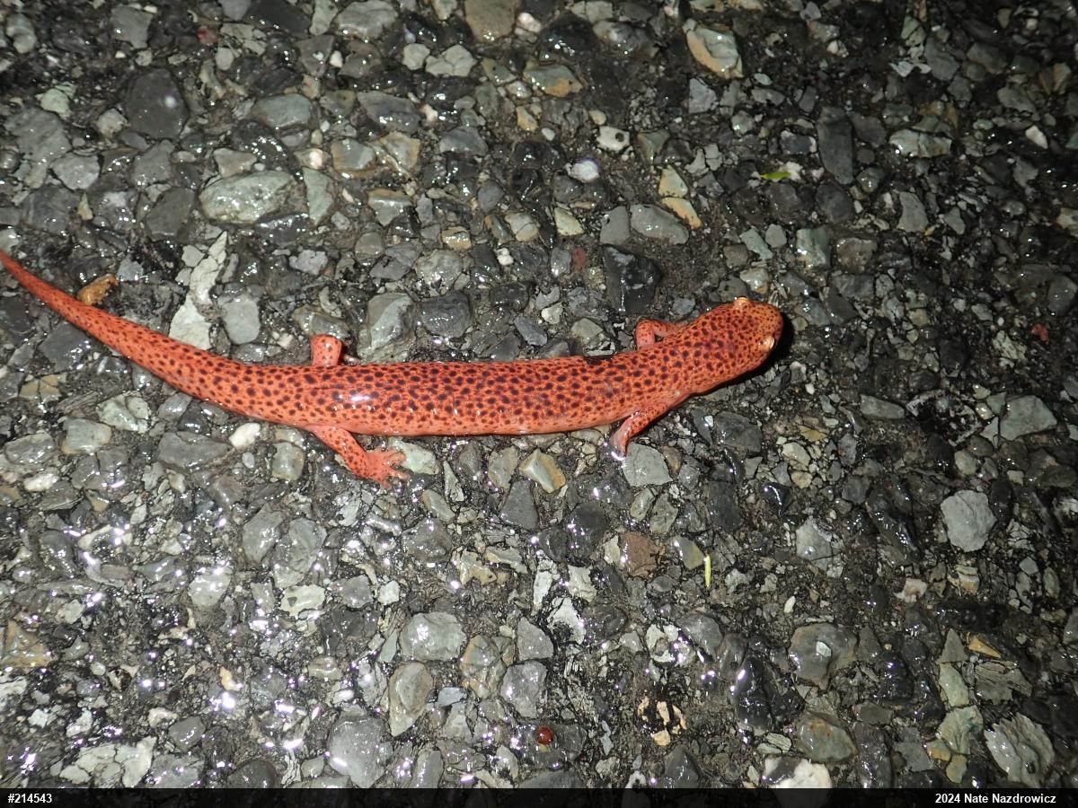 Northern Red Salamander