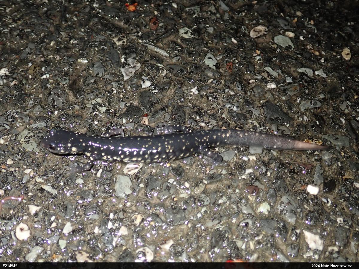 Northern Slimy Salamander