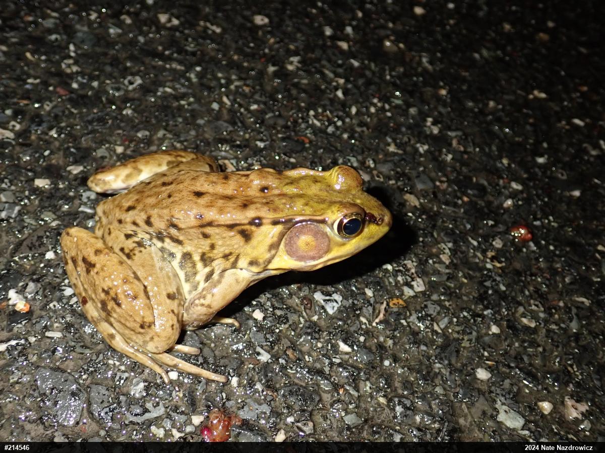Green Frog