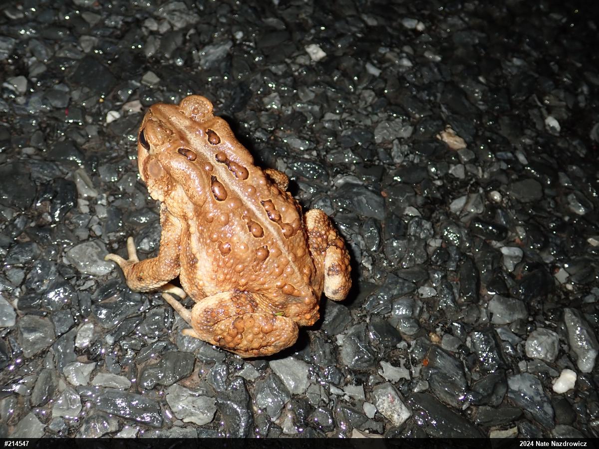Eastern American Toad