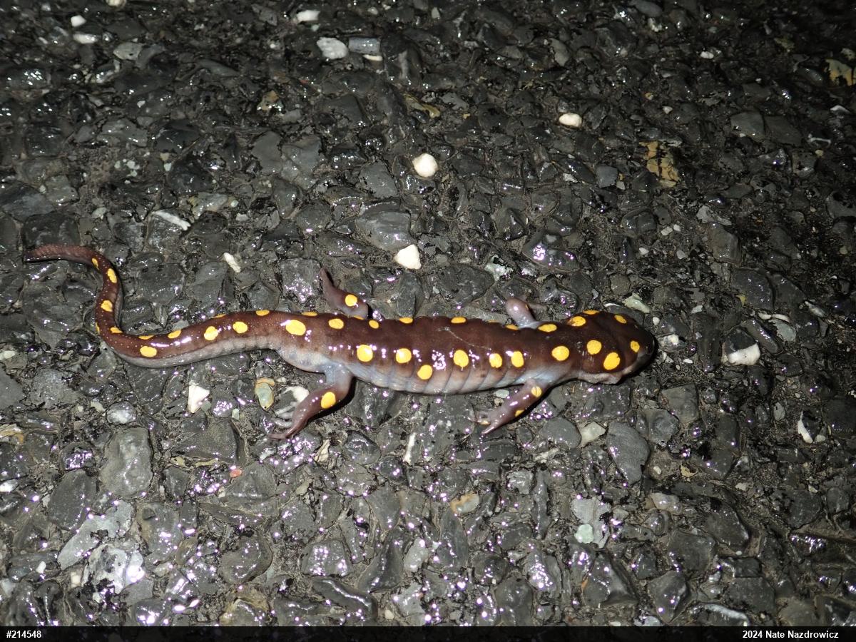 Spotted Salamander
