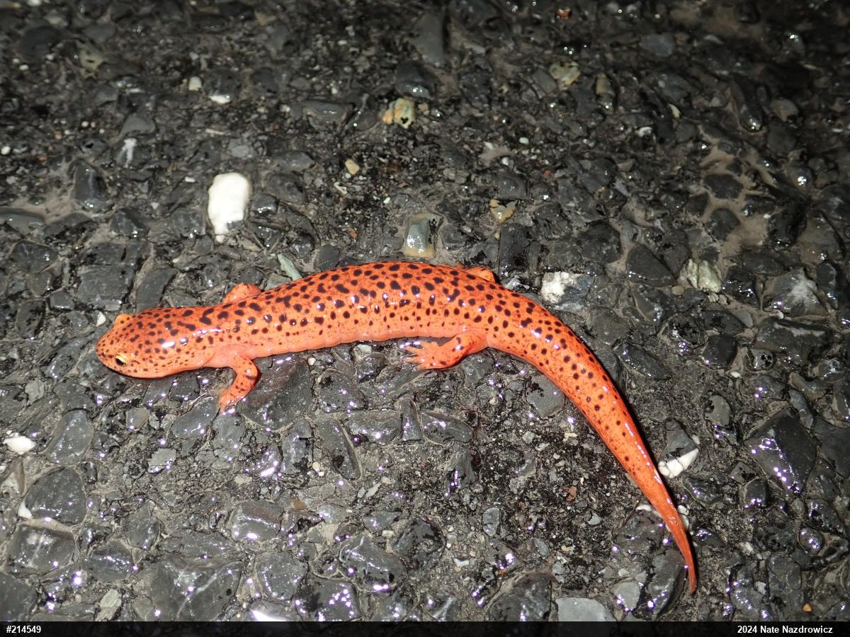 Northern Red Salamander