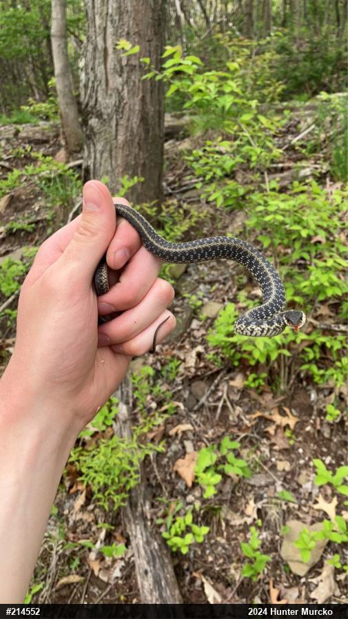 Eastern Gartersnake