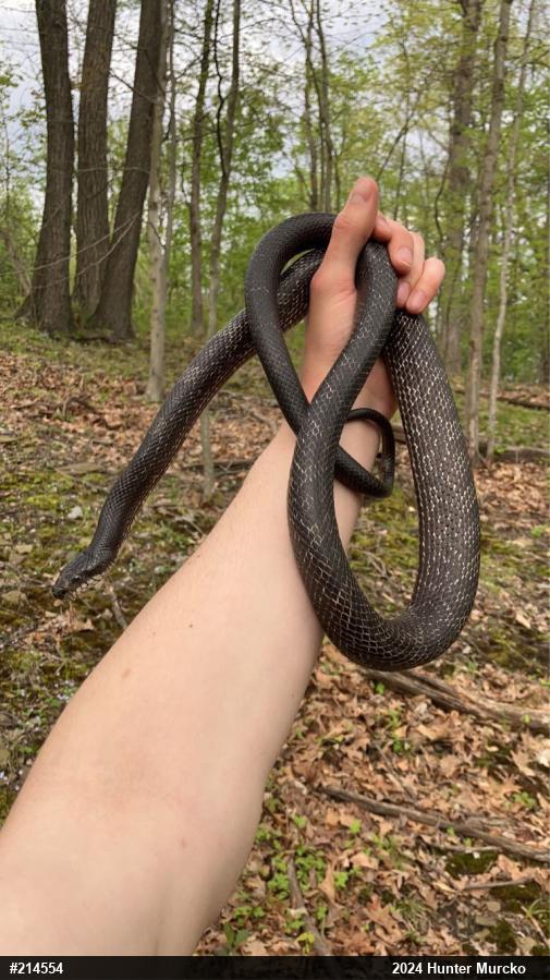 Eastern Ratsnake