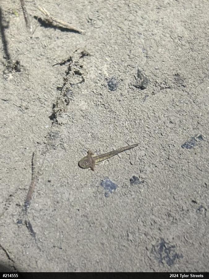 Mole Salamanders