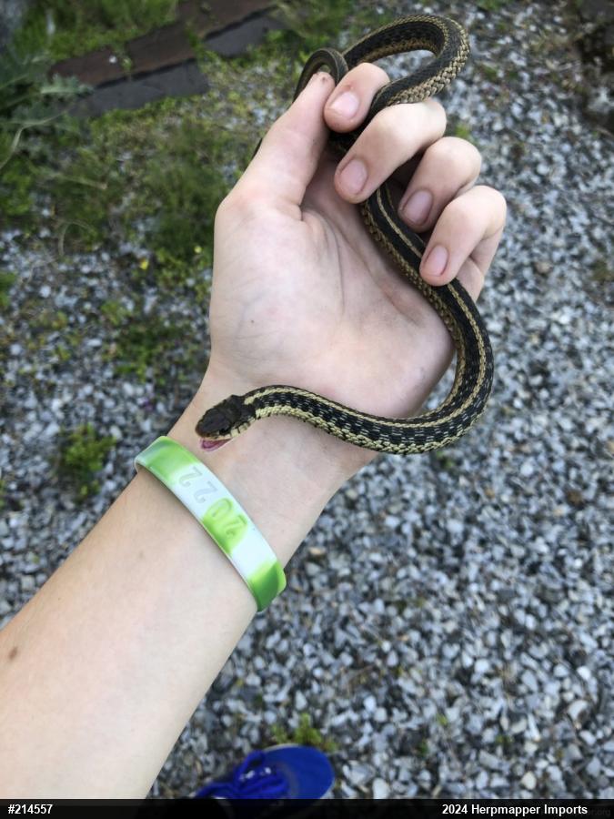 Eastern Gartersnake