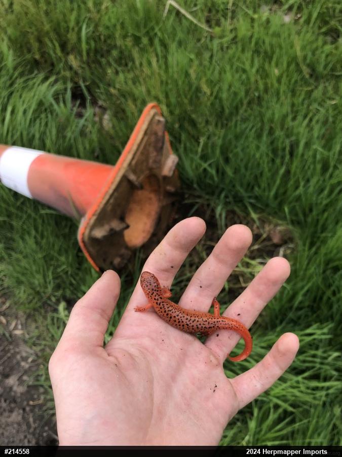 Northern Red Salamander