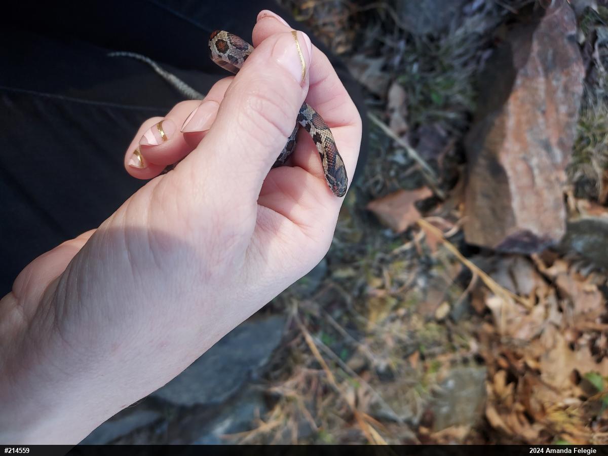 Eastern Milksnake