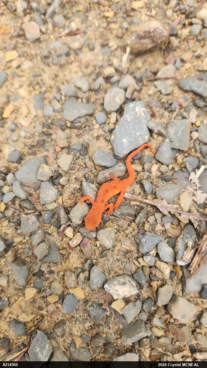 Red-spotted Newt