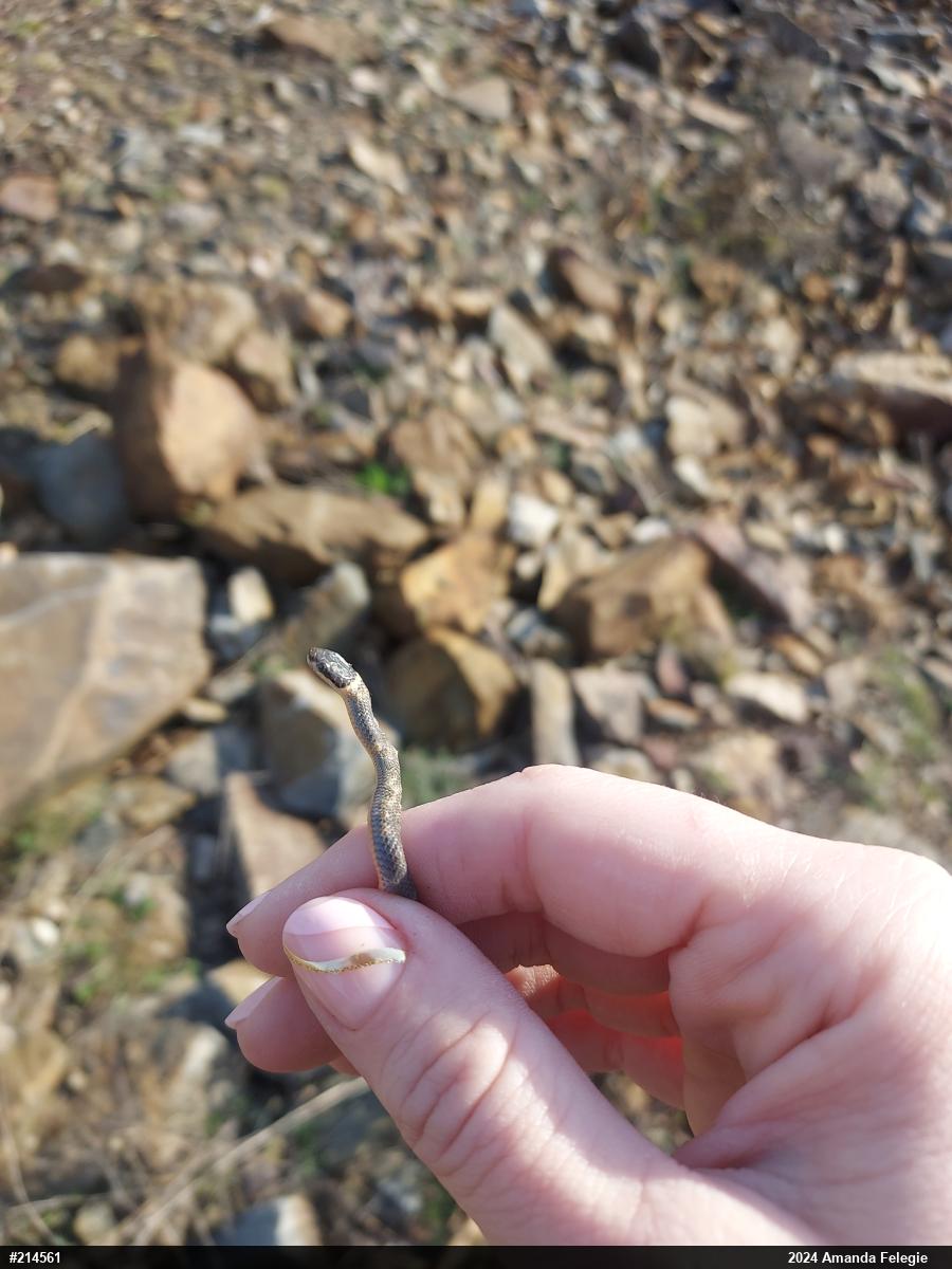 Northern Ring-necked Snake
