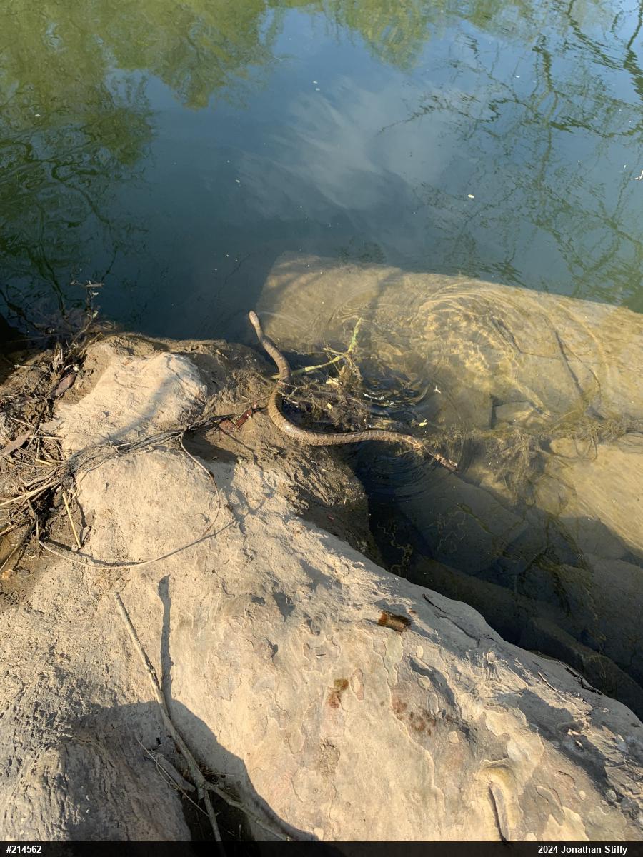 Northern Watersnake