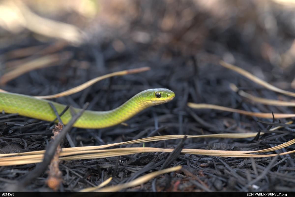 Smooth Greensnake