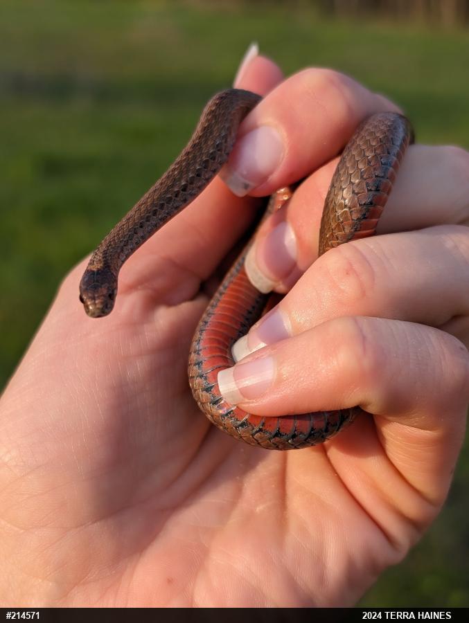 Red-bellied Snake