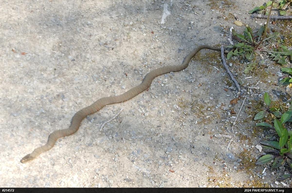 Northern Watersnake