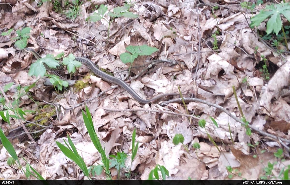 Eastern Gartersnake
