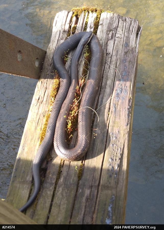 Eastern Ratsnake