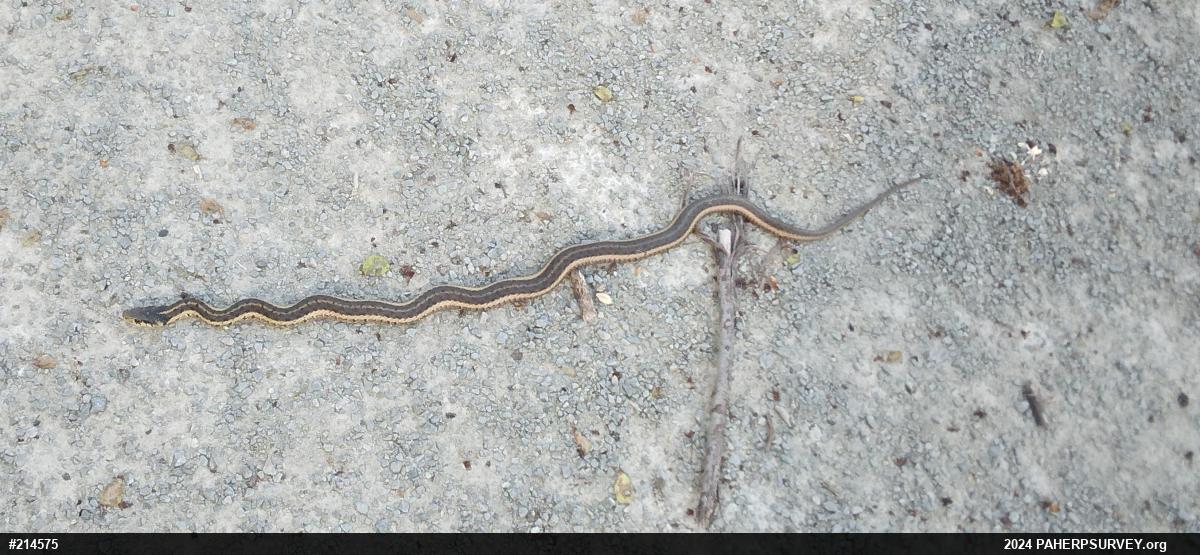 Eastern Gartersnake