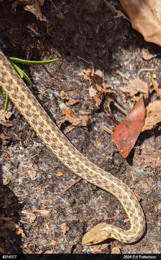 Eastern Gartersnake