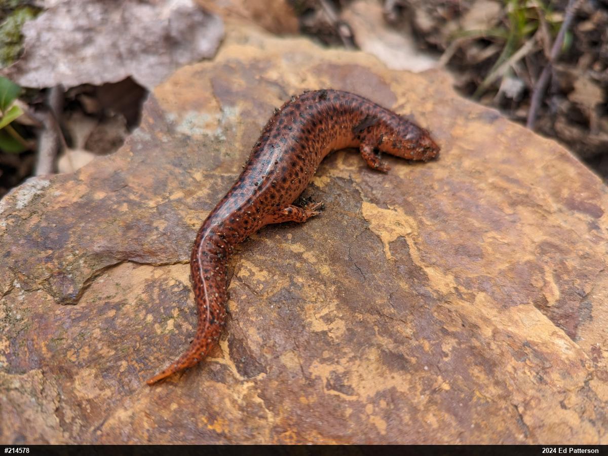 Northern Red Salamander