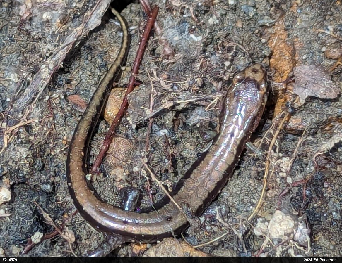 Allegheny Mountain Dusky Salamander