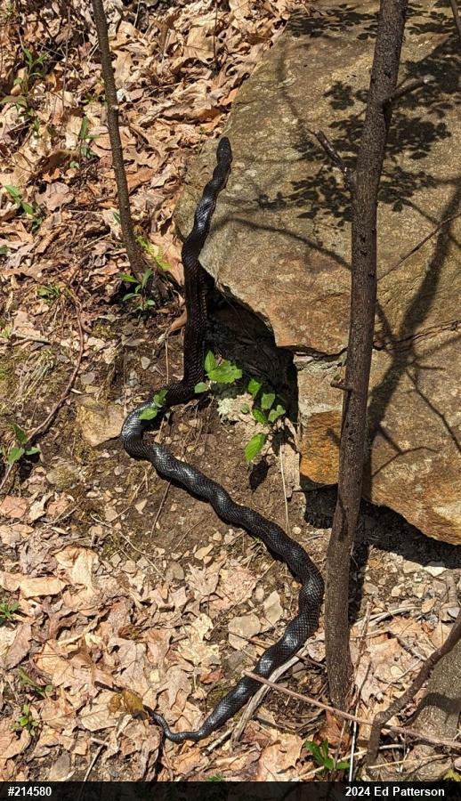 Eastern Ratsnake