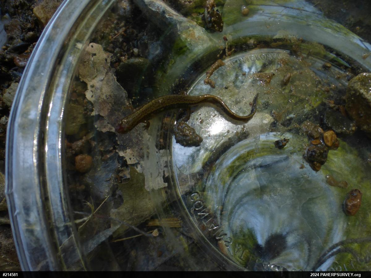 Northern Two-lined Salamander