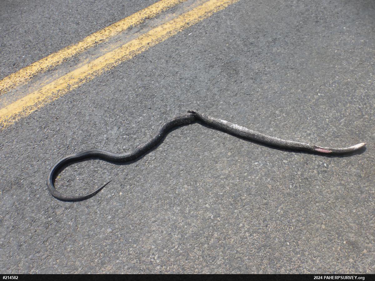 Eastern Ratsnake