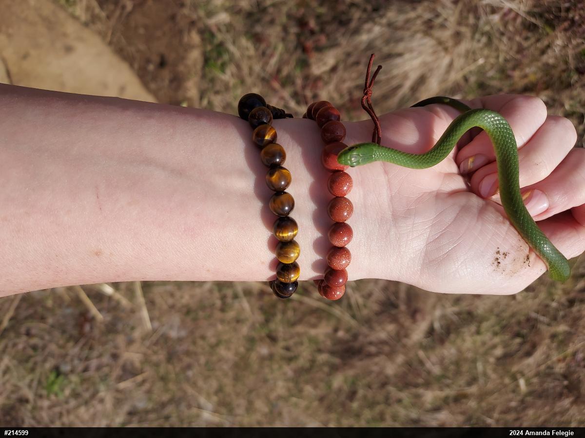 Smooth Greensnake