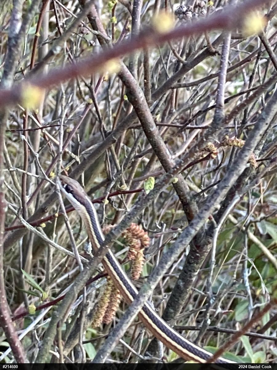 Common Ribbonsnake