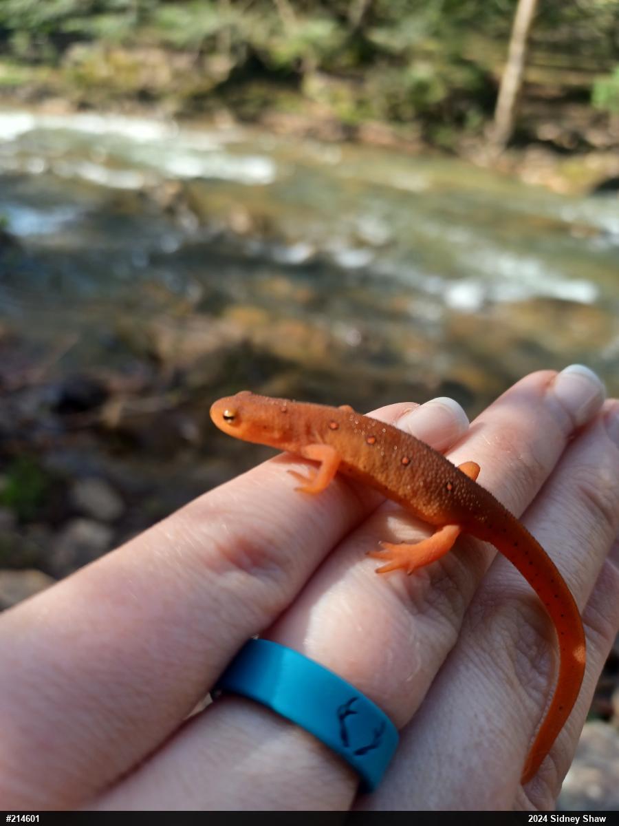 Red-spotted Newt
