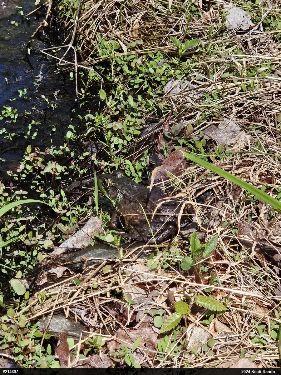 Green Frog