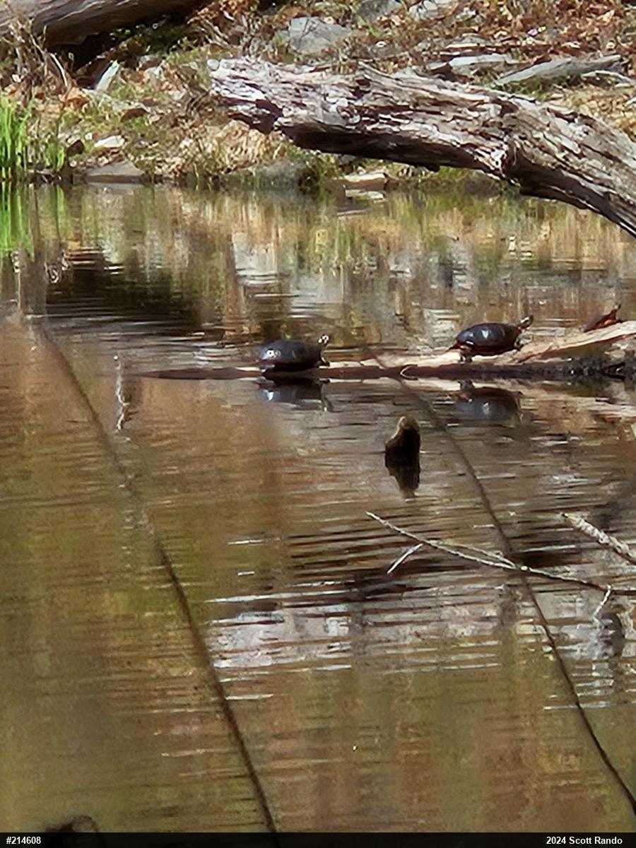 Eastern Painted Turtle