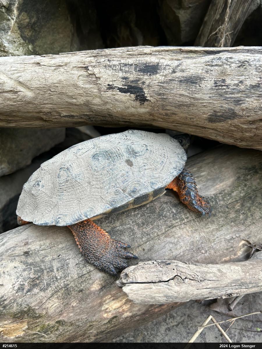 Wood Turtle