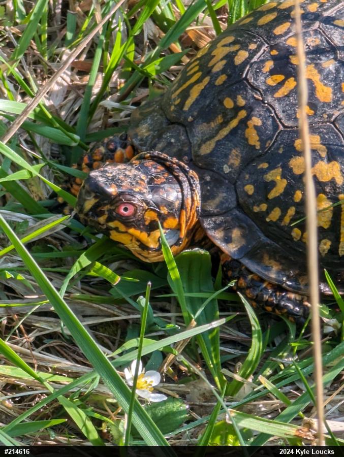 Eastern Box Turtle