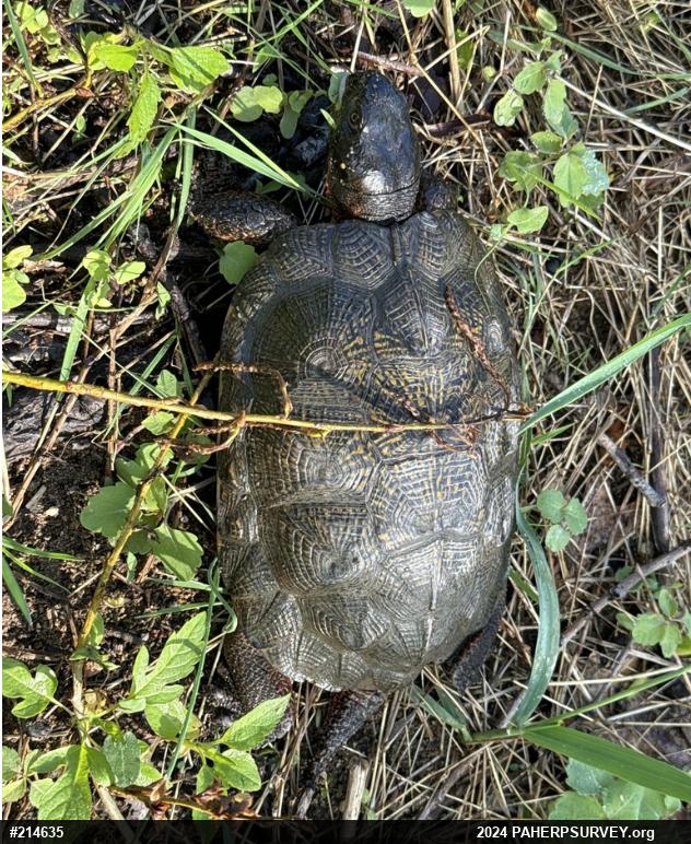 Wood Turtle